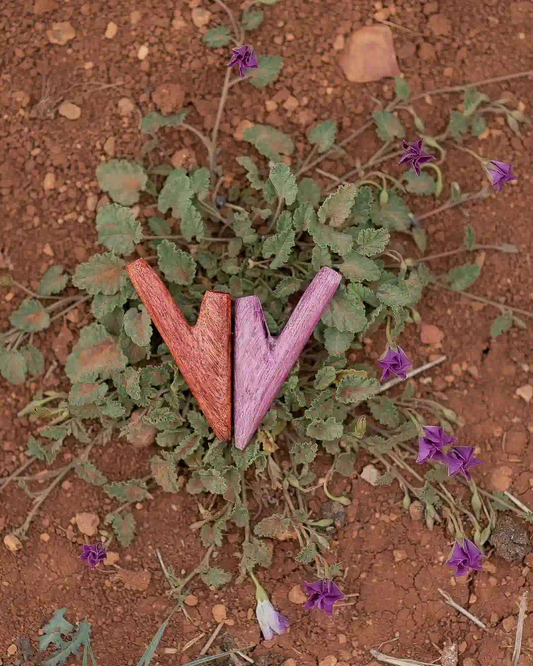 kuripe aus amaranth ambience 5