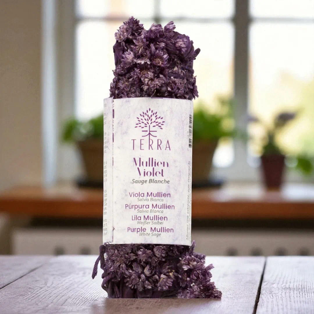 violette königskerze 1